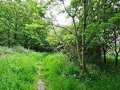 Cotwall Valley Path (coğrafya 6167055) .jpg