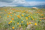 Coyote Ridge Open Space Preserve