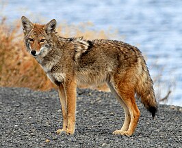 Coyote: Kenmerken, Leefwijze, Voortplanting