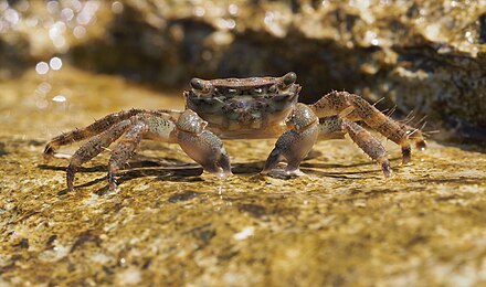 Crab (Pachygrapsus marmoratus) on Istrian coast, Adriatic Sea
