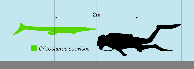 Cricosaurus