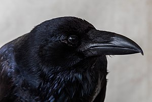 Corvus Corax: Morfología, Comportamiento, Distribución y hábitat