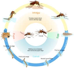 Culex mosquito life cycle en