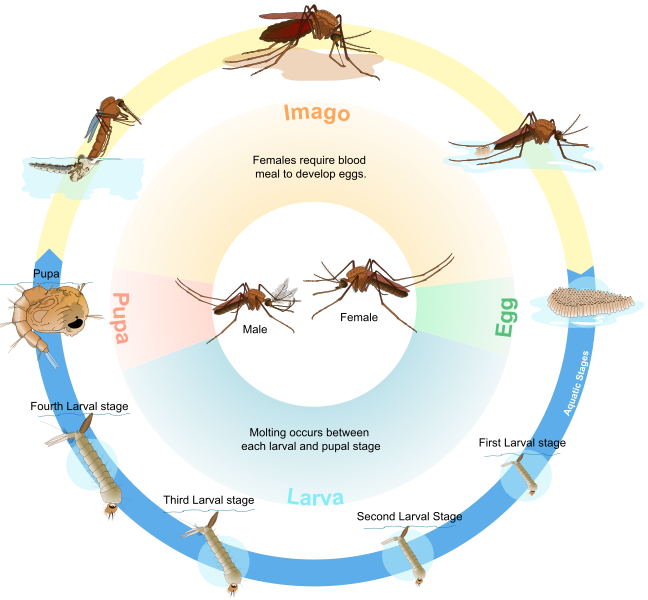 File Culex mosquito life cycle en svg Wikipedia