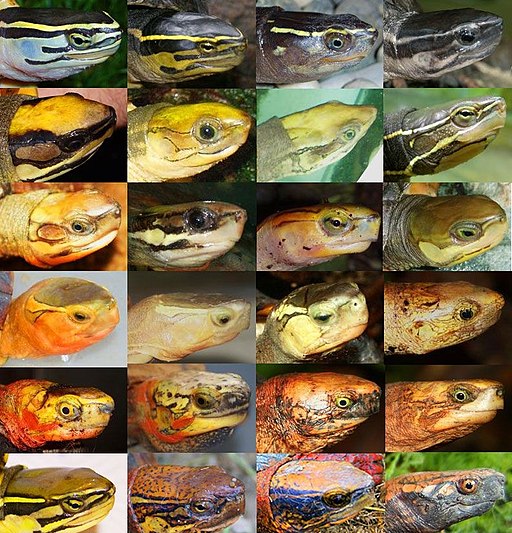 Cuora species head collage