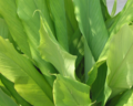 Miniatuur voor Bestand:Curcuma longa (leaves).png