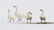 Adult whistling swans (C. c. columbianus). Click to magnify for seeing variation in the yellow bill spots. Cygnus-columbianus-columbianus-002.jpg