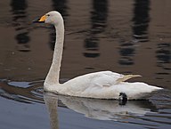 State Bird of the Finnish Republic