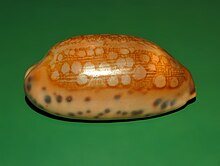 A shell of Mauritia scurra from Philippines, lateral view, anterior end towards the right Cypraeidae - Mauritia scurra - Philippines-3.JPG
