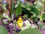 Cypripedium parviflorum Orchi 010.jpg