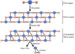 Thumbnail for Fibrin degradation product