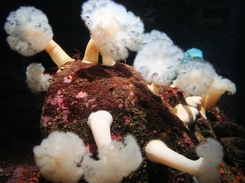 File:DSC26556, Monterey Bay Aquarium, California, USA (6364692123).jpg