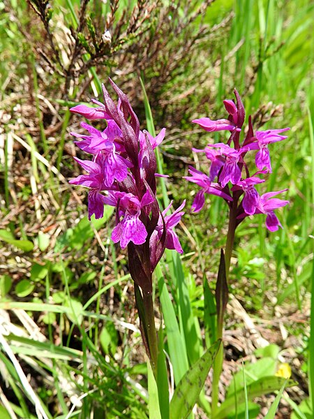 File:Dactylorhiza traunsteineri 10.jpg