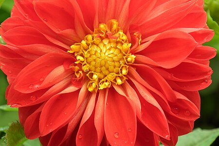 a Red dahlia flower