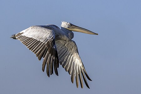 Pelecanus crispus (Dalmatian Pelican) in flight