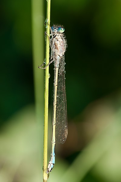 File:Damselfly 03 (MK).jpg