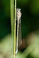 13 Damselfly 03 (MK) uploaded by Leviathan1983, nominated by Tomer T