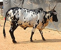 indian cow breeds