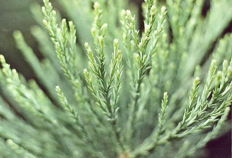 File:Daniel Fuchs.CC-BY-SA.Sequoiadendron giganteum.jpg