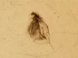 Daphnia middendorffiana