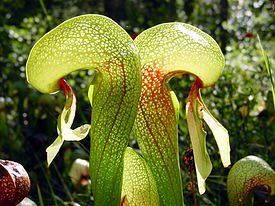 Darlingtonia californica ne1.JPG