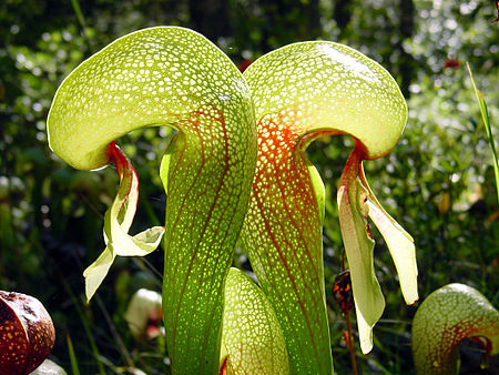 Darlingtonia_californica