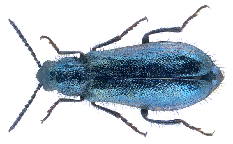 File:Dasytes cyaneus (Fabricius, 1775) Syn.- Dasytes caeruleus (Fabricius, 1775) (36682890274).png