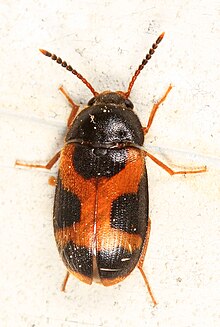 139. Gün - Tüylü Mantar Böceği - Mycetophagus punctatus, Woodbridge, Virginia.jpg