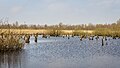 * Nomination The Alde Feans. Wetland nature reserve. Dead elzen (Alnus) in a flooded swamp forest. --Agnes Monkelbaan 04:24, 1 July 2023 (UTC) * Promotion  Support Good quality -- Johann Jaritz 04:26, 1 July 2023 (UTC)