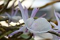 Dendrobium macrostachyum