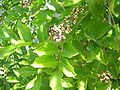 Pongamia pinnata (panigrahi)- A flowering shoot