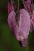 Dicentra formosa