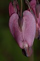 Dicentra formosa