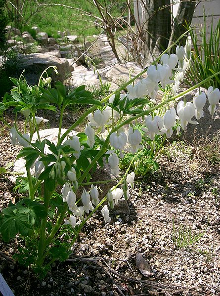 File:Dicentra spectabilis6.jpg