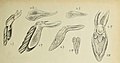 Vrydagzynea nuda figure 60 in: Johannes Jacobus Smith: Die Orchideen von Java Figuren-Atlas - 1. Heft Leiden (1908) (Detail)