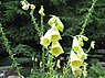 Vingerhoedskruid (Digitalis)