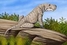 Restoration of D. rubidgei Dinogorgo rubigei.jpg