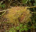 Diplolepis rosae gall on Rosa canina