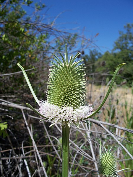 File:Dipsacus sativus-17.jpg