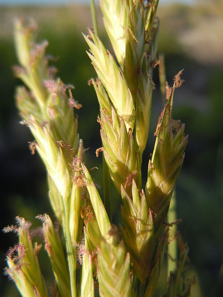 File:Distichlis spicata (5879866886).jpg