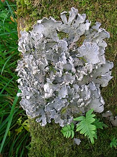 Dog Lichen - Peltigera canina.JPG