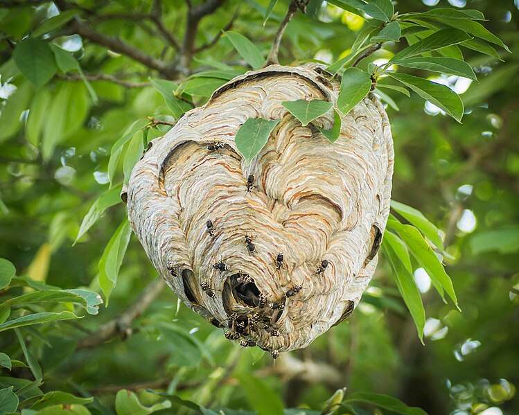 File:Dolichovespula maculata (bald-faced hornet) nest.jpg