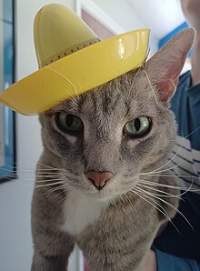 The image consists of a grey and white tabby cat named Donner being held up to the level of the camera by someones arm. The cat is wearing a small novelty sombrero held in place by a thin, semi-translucent string. I took the photo.