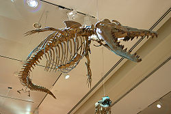 鯨骨 - Wikipedia