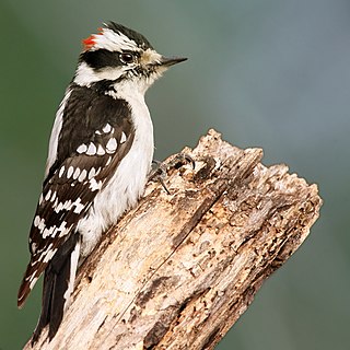 Downy woodpecker Species of woodpecker