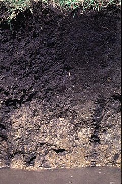 Drummer Soil Series - From USDA NRCS.jpg