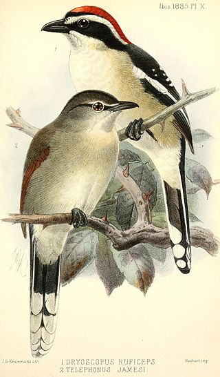 <span class="mw-page-title-main">Red-naped bushshrike</span> Species of bird
