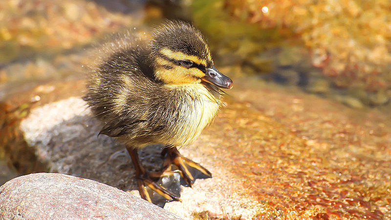 File:Duckling (13912797538).jpg