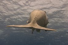 Dugong dugon fin egypt.jpg