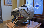Mounted skull of the Late Devonian placoderm fish Dunkleosteus Dunkleosteus (15677042802).jpg
